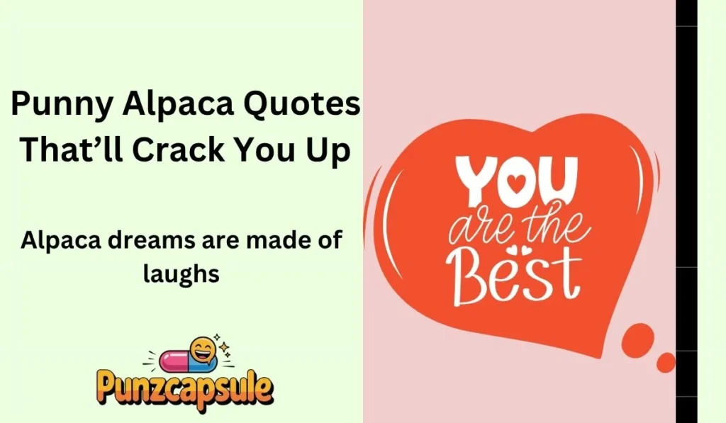 Alpaca dreams are made of laughs